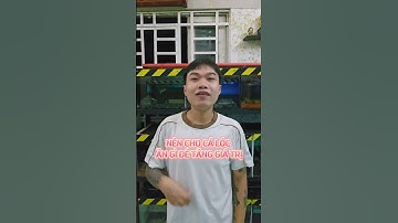 Top 1 thức ăn nhiều chức năng giành cho cá lóc | Nuôi lóc cảnh cho ăn gì?| Cá cảnh An An #cacanhanan