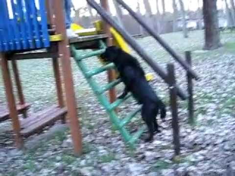 Odie Labrador: en el tobogán IV blackpink