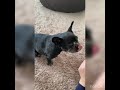 【フレブル】わんチュールを食べるのが下手な動画 20210127 French bulldog
