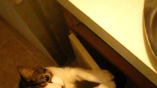 Cat Whines For Food.