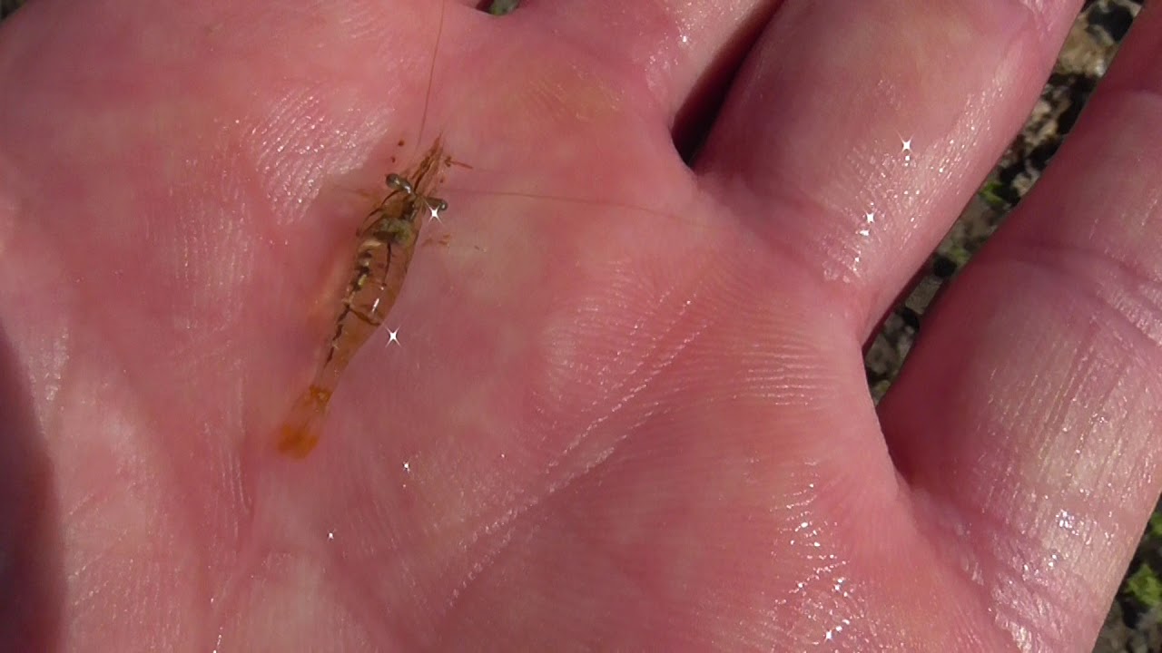 小さな潮だまりの小エビなら手ですくうこともできます 釣太郎ブログ