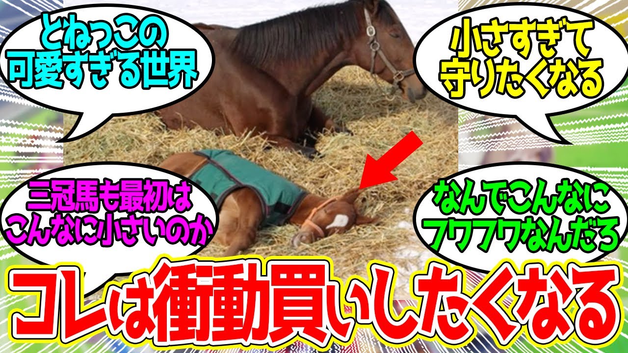 とねっこ時代の名馬たちの可愛さに馬主も衝動買い・・に対するみんなの反応！【競馬 の反応集】