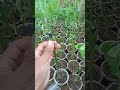 Cara Terong sambung takokak terbaru