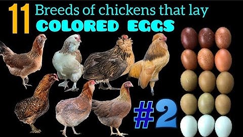 Basic Genetics Course: Genetic Secret Behind Colored Eggs and of 11 Chicken Breeds That Produce Them