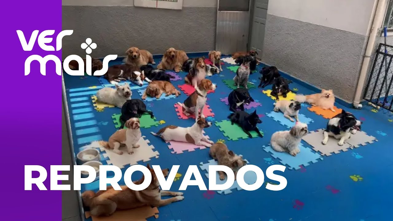 Creche para pet reprova cachorro por mau comportamento e viraliza