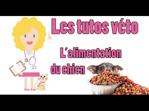 les-tutos-véto-#2---l'alimentation-du-chien