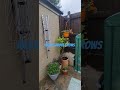 # plants # growing # hanging # baskets # pumpkins # lettuce # carrots # spinach # tomatoes # live