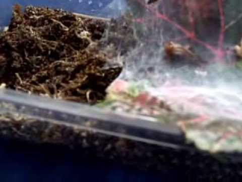 failure meaning in bengali Scotophaeus blackwalli failed feeding attempt