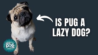 12 Things Only Pug Owners Understand