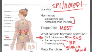 Celebrity Ch. 4 Hormonal Control During Exercise Wealth