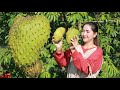 Pick soursop and free vegetable around house for making food | Roasted native chicken with soursop