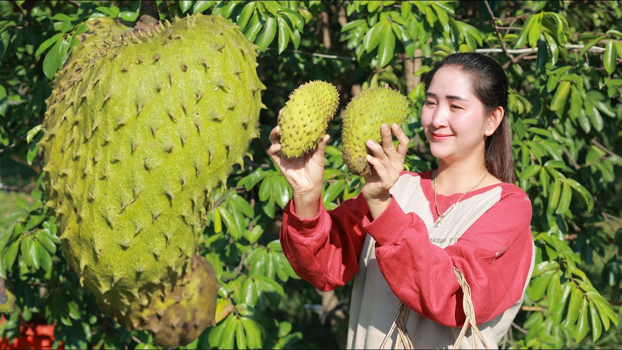 Pick soursop and free vegetable around house for making food | Roasted native chicken with soursop