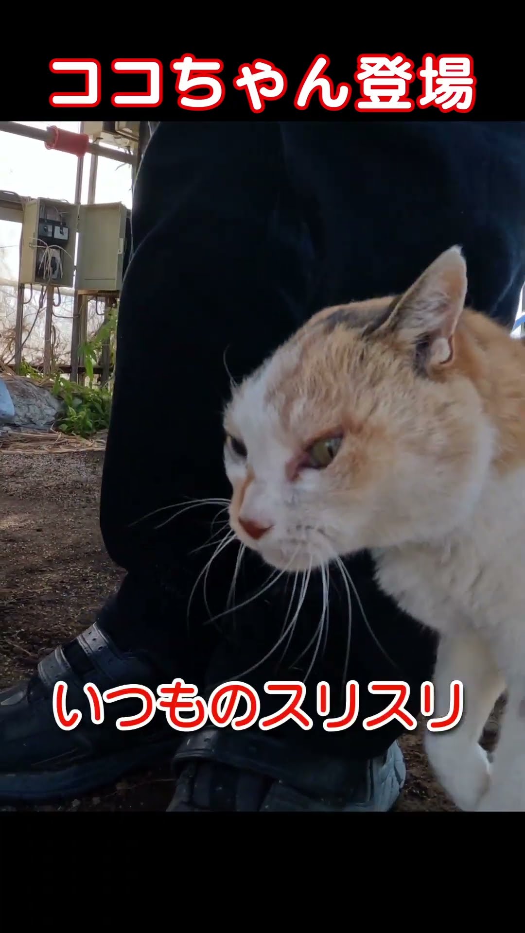 野良猫ココちゃん231118s1 #三毛猫 #shorts - YouTube