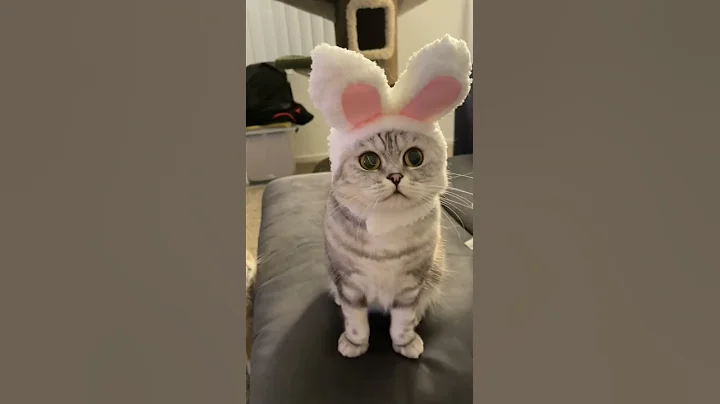 Video 11793931: cat funny meow cute