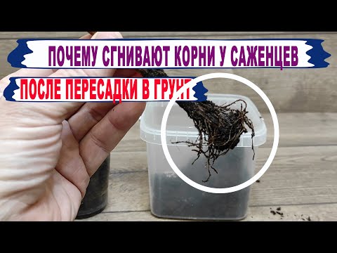 🍇 Вот от ЭТОГО погибают саженцы винограда после пересадки в грунт. Сгнили КОРНИ, засохли ПОБЕГИ.