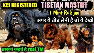 ये है TM | Tibetan mastiff | Its not a common breed | Kci Registered Tibetan mastiff for sale