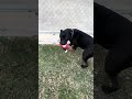 Mazoria video