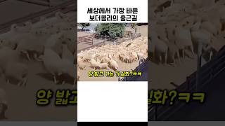 세상에서 가장 바쁜 보더콜리의 출근길 ㄷㄷ