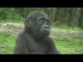 Gorilla Mothers and Babies at the Bronx Zoo