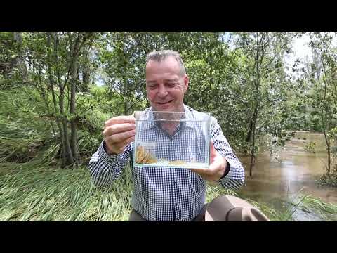 Native fish species introduced into Bremer River