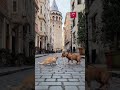 CAT AND DOG FIGHT IN THE TAKSIM #keşfet #viral #animals #istanbul #kedi