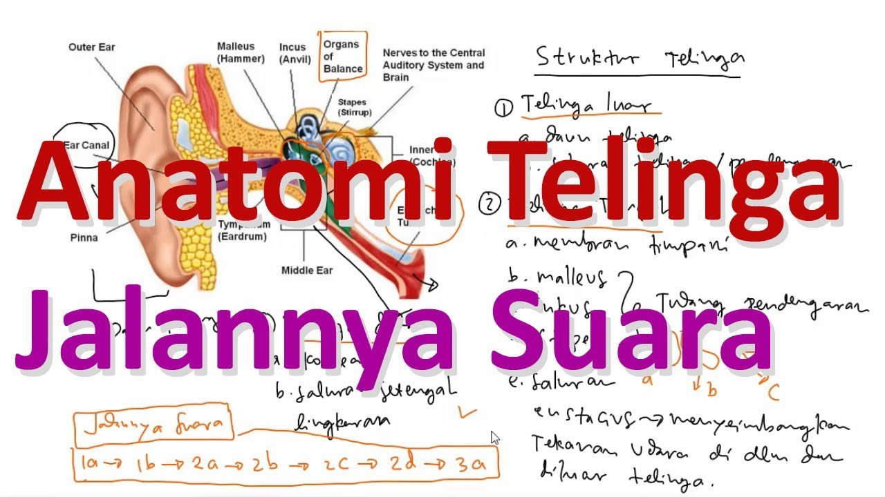 Anatomi Telinga dan Proses Mendengar YouTube