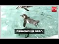 Meet oreo humboldt penguin and 4month old mumbaikar