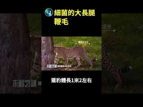 细菌为什么传播那么快?