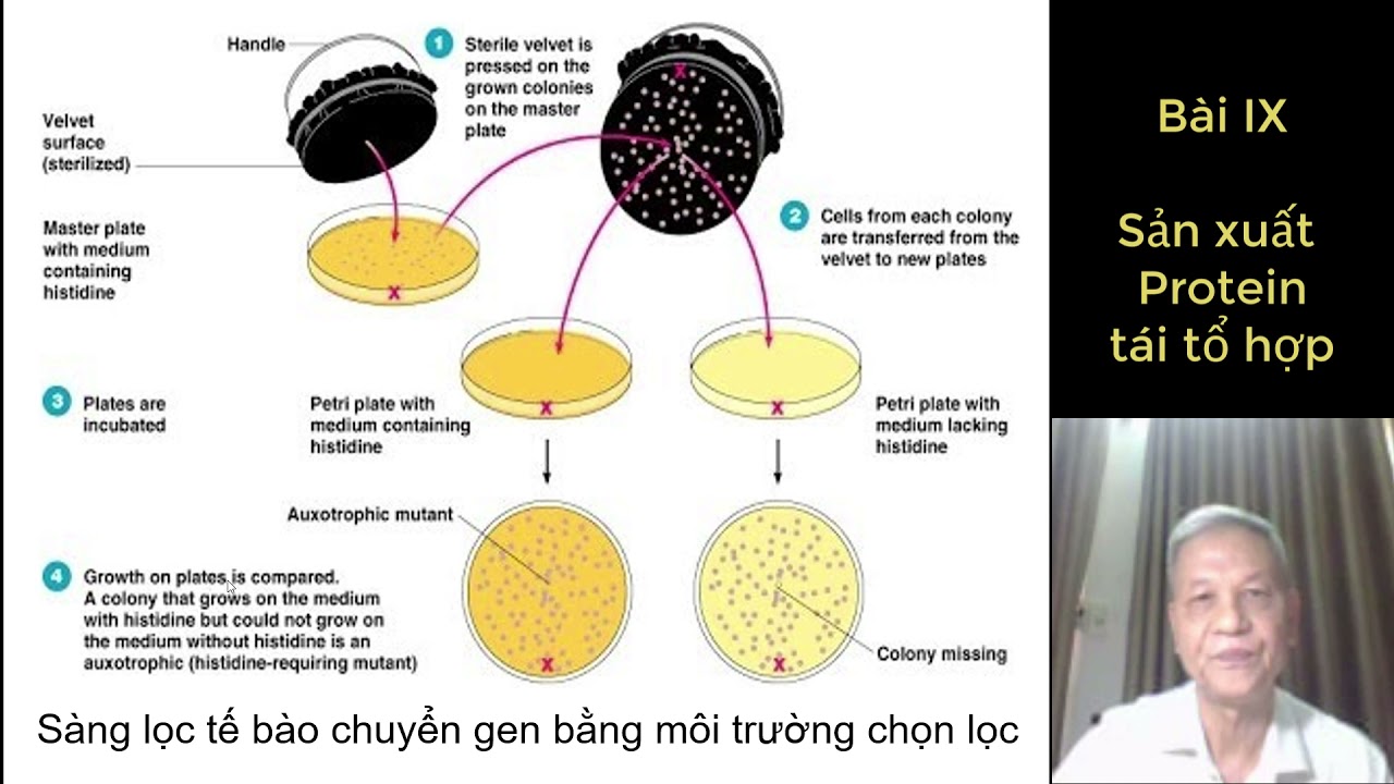 Bài 9 Sản xuất Protein tái tổ hợp