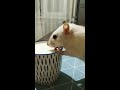 Домашняя крыса. Пьёт йогурт 🧁❤️🍧