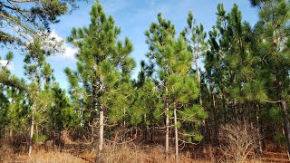 Longleaf Pine Research