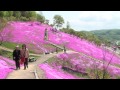 滝上公園の芝桜 - 滝上町 2012