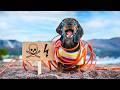 High voltage cute  funny dachshund dog