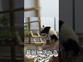 華麗に落ちる子パンダ #shorts #パンダ #楓浜 #panda