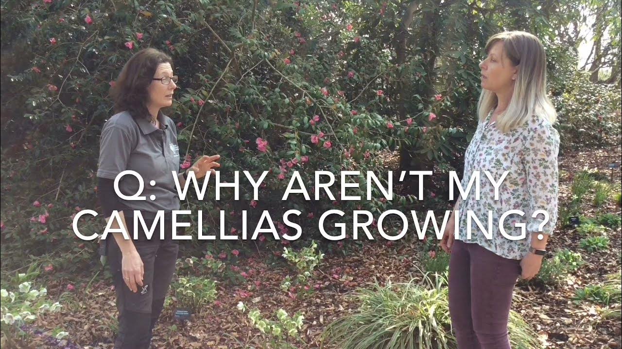 RHS Q&A Why aren't my camellias growing? YouTube