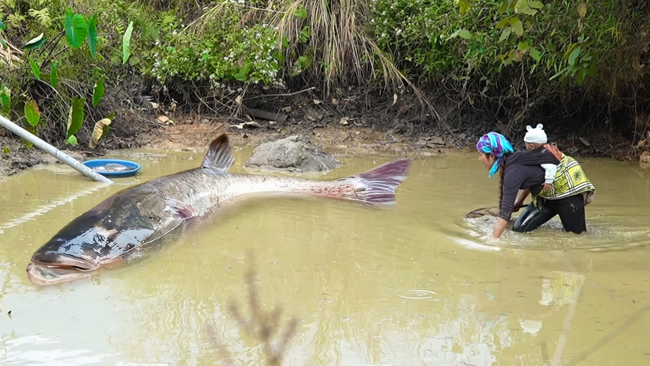 Amazing catches: Hand-catching 1300kg+ giant grass carp & wild carp in mud pond for market sale