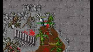 Tibia calmera level 15 dragon solo