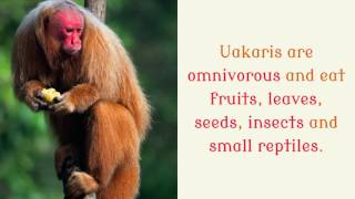 15 Awesome Things You May Not Know About Uakari by Planet Fauna 689 views 7 years ago 2 minutes, 25 seconds