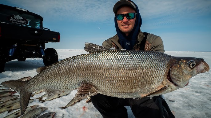 Spoons for Lake Whitefish In Winter 