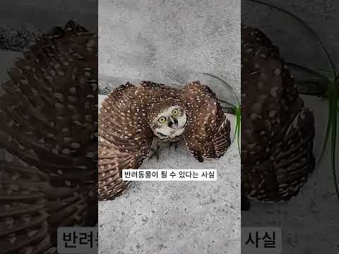 무서운 맹금이 귀여운 반려동물이 되는 과정! 🦉 #부엉이 #수리부엉이 #반려동물
