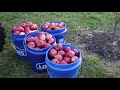 Fresh Pressed Apple Cider - From Home Orchard to Jug