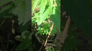 UK guerrilla grow 2019 sneak peak