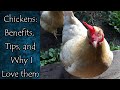 Raising Chickens: Tips and Benefits