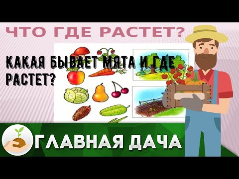 Видео: Североафриканские травы и специи - Как выращивать североафриканские травы в саду