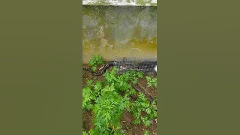 Cận cảnh hổ mang khổng lồ chui vào bẫy- ae mua bẫy rắn liên hệ 0328663116/ zalo 0328663116