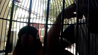 Download Lagu Lovebird Bibi Lung isian cililin kenari walang jenggotan MP3