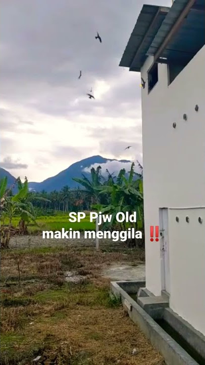 SP Pjw Old Gila ⁉️ Slengkapnya di Channel Rahmat Seribu Walet 👉https://youtu.be/ks2lQjTENlQ