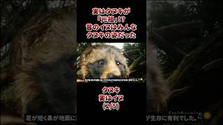 たぬきいぬはは It's not a raccoon, it's a 