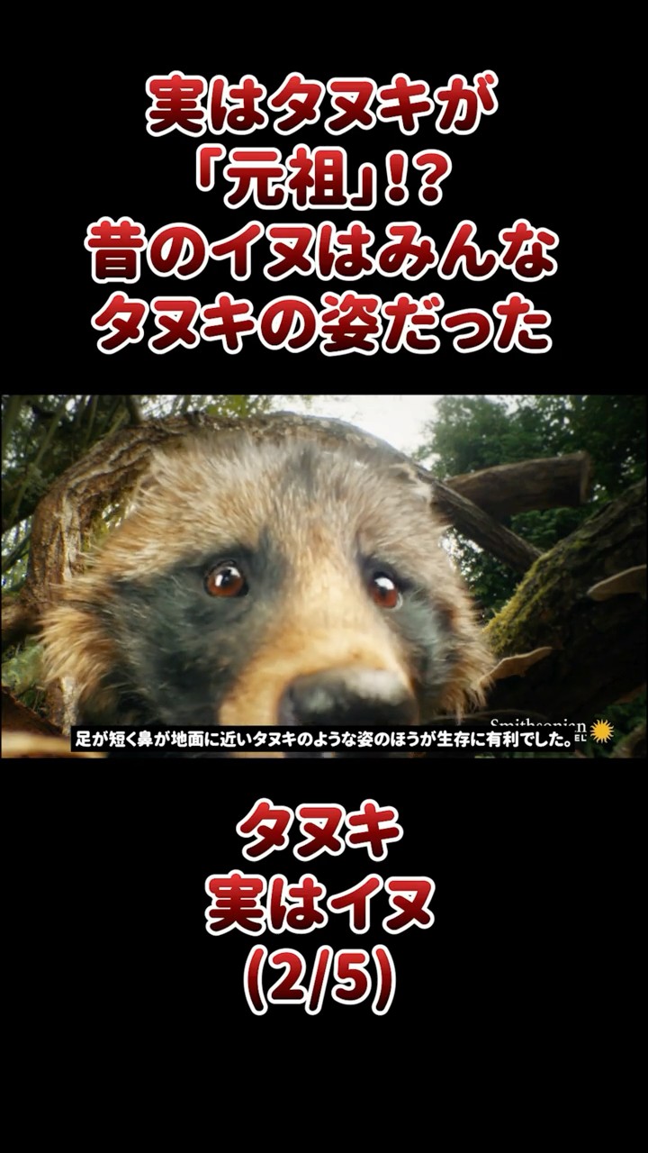 たぬきいぬはは Actually, raccoons are the 