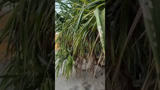 সেন্টমার্টিনের কেয়া বাগান